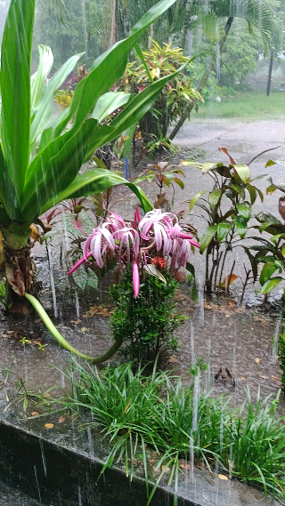 IMG_20250701_095716329…
Payout: 0.000 HBDEnjoying the rainy day's.
2025-06-29 12:13<center> [![