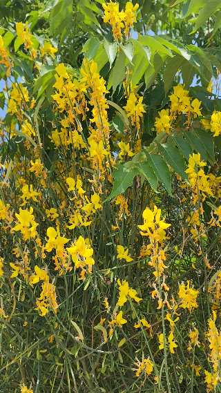 Nature gold