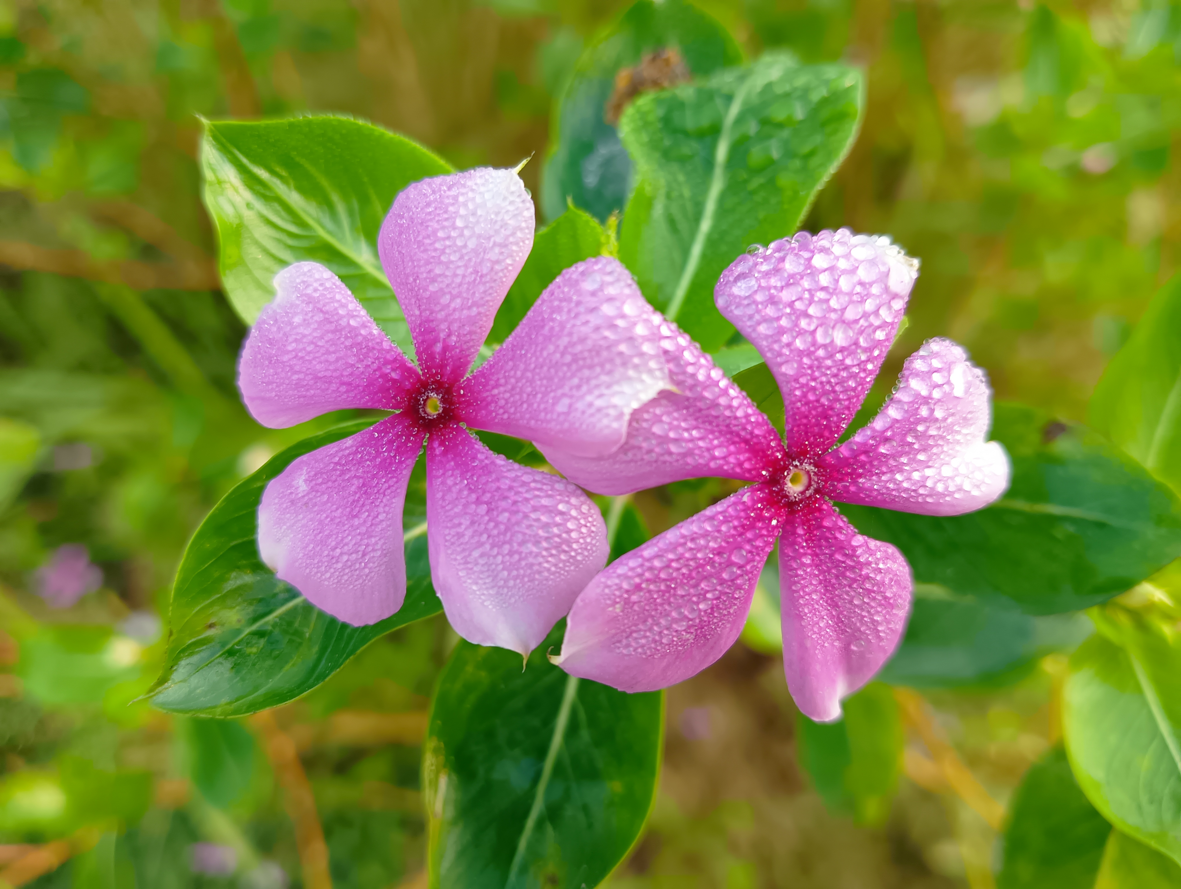 apusir 3Speak Podcast